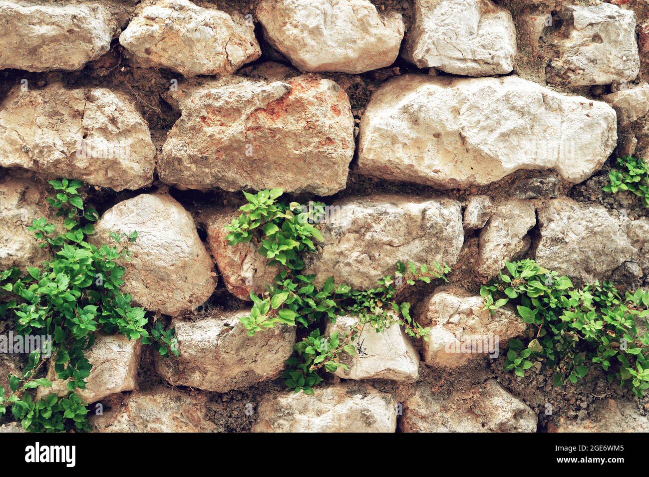 Old stone wall with plants growing on it Stock Photo - Alamy