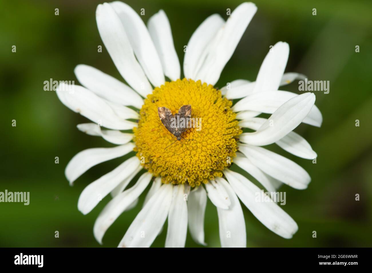 A Common Nettle-tap moth on an Oxeye daisy, Chipping, Preston, Lancashire, UK Stock Photo
