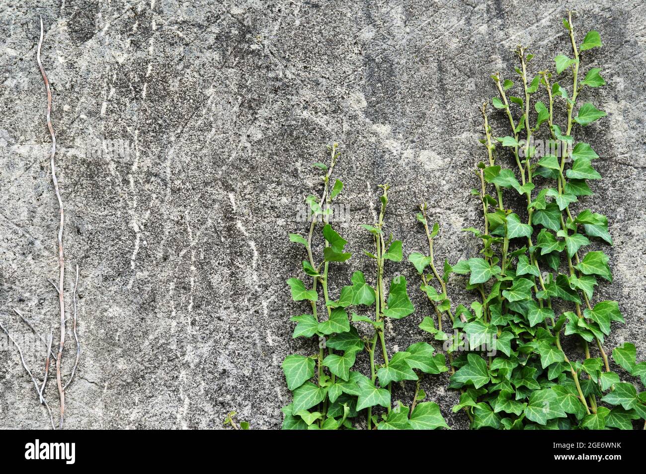 Old concrete wall and climbing ivy plant Stock Photo