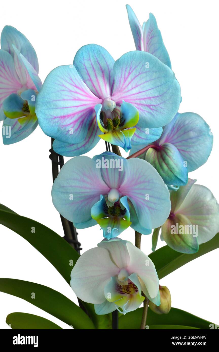 Blue orchid isolated on white background Stock Photo