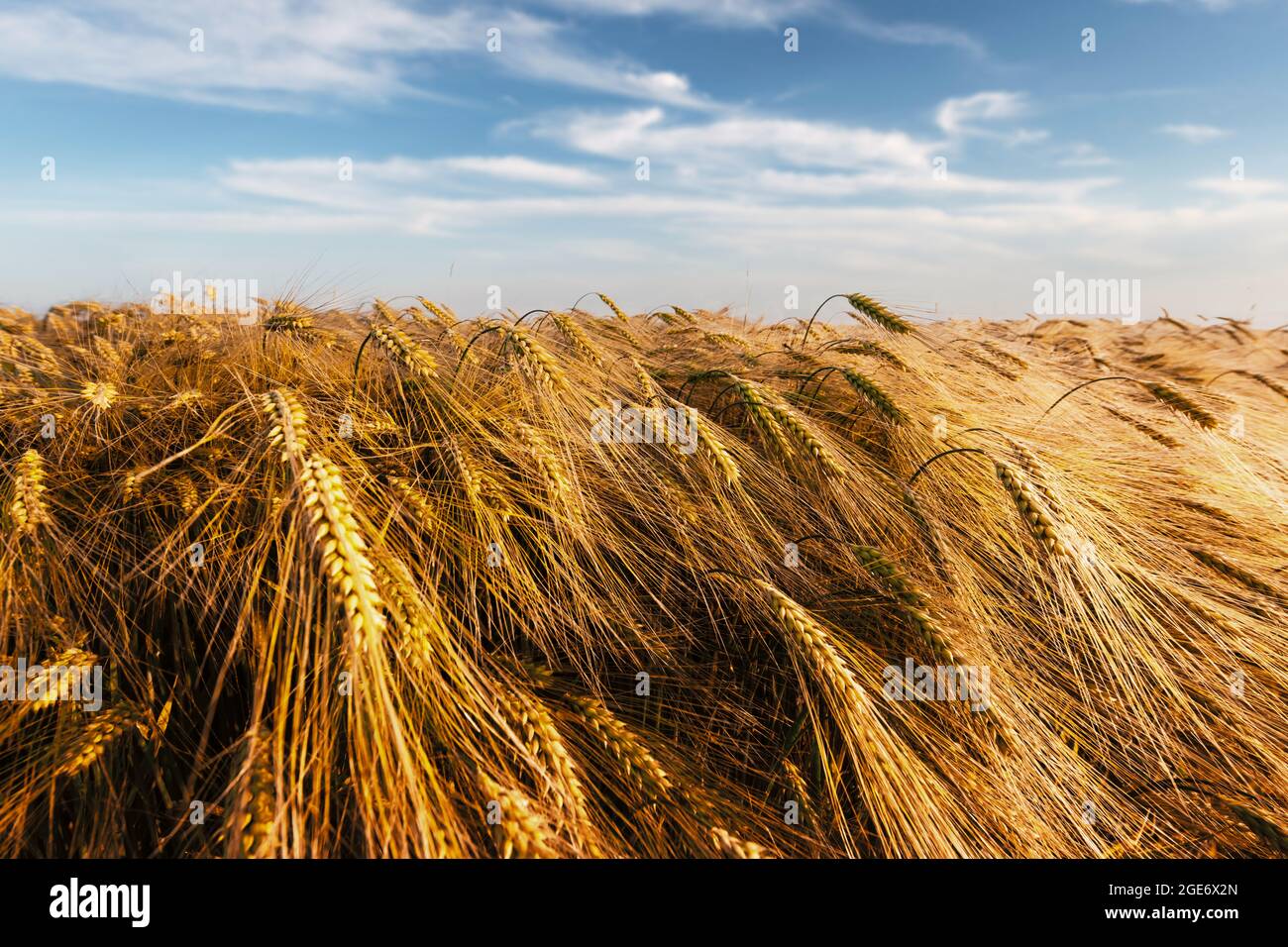 Ripe golden wheat field against the blue sky background. Agricultural and industrial concept Stock Photo