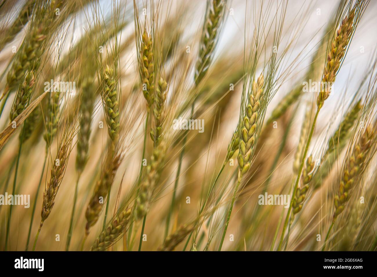 Wheat field. Ears of golden wheat close up Stock Photo - Alamy