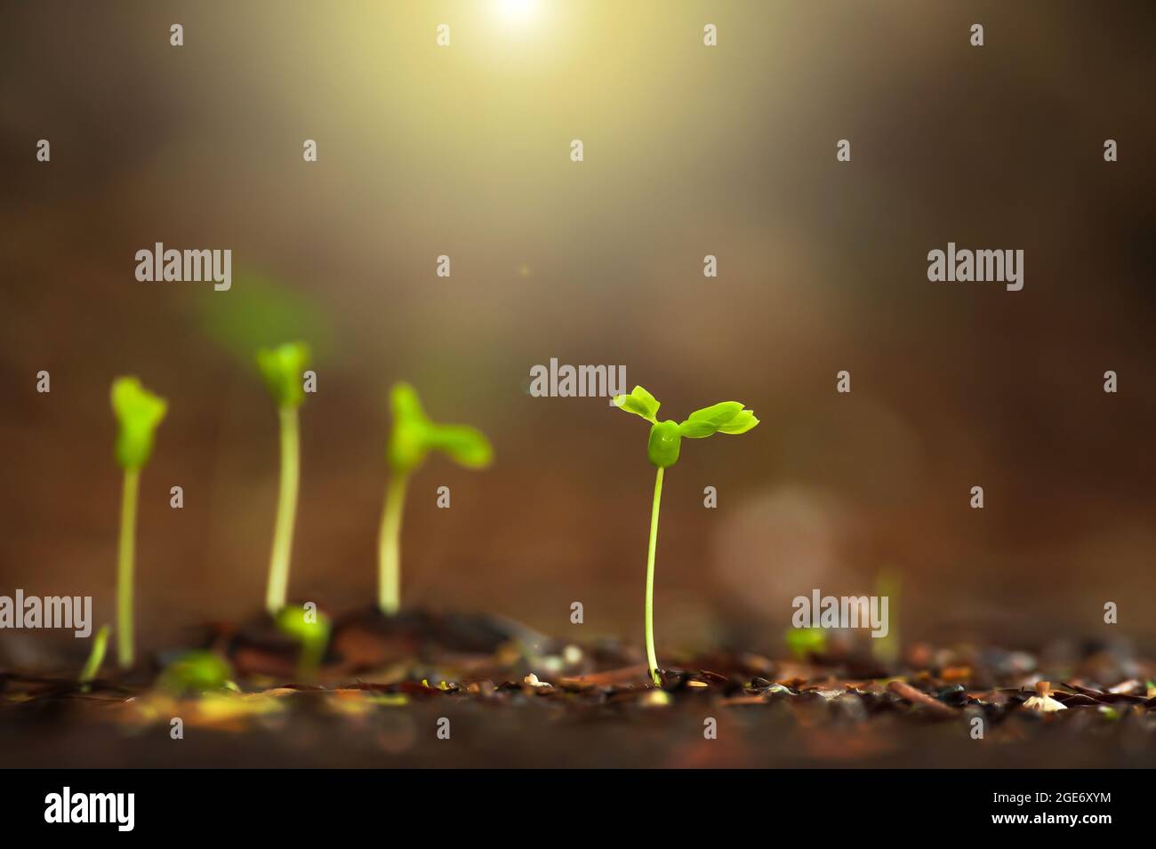 Green young tropical plants grownig on fertile soil at sunrise. Close