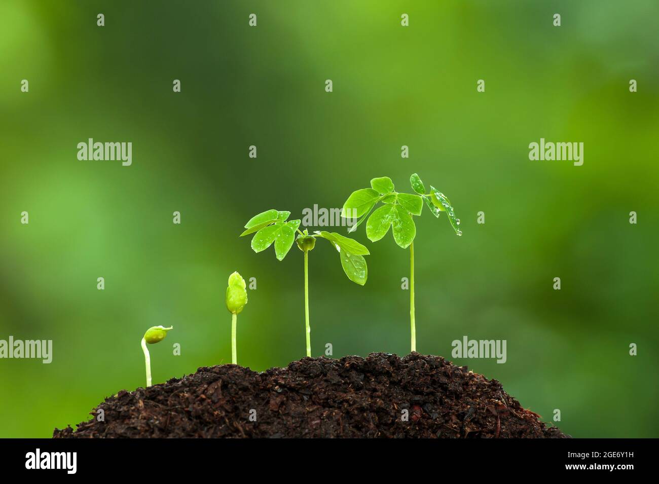 Green young tropical plants growing on fertile soil in rain season