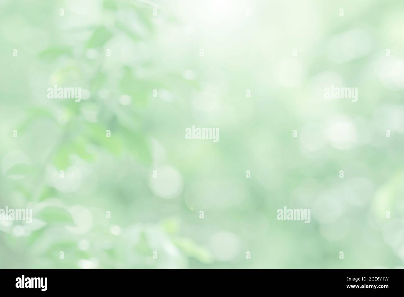Defocus, green trees branches in the morning light. Bokeh natural blurred in the backgrounds. Abstract bokeh for creative backdrop. Copy space. Stock Photo