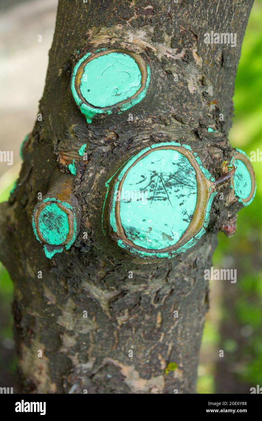 Tree trunk and cut branches, cuts are covered with special paint. Thick
