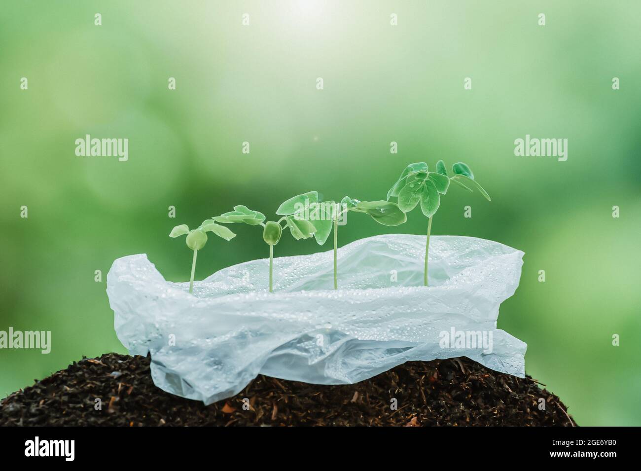 Epicotyl High Resolution Stock Photography And Images Alamy