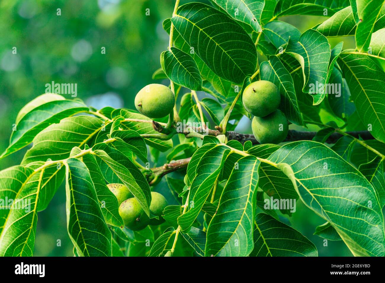 fresh green walnuts growing on a tree Stock Photo