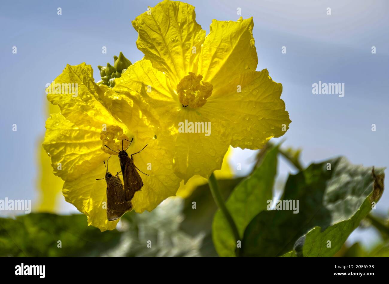 Yellow Luffa cylindrica flower in nature garden Stock Photo