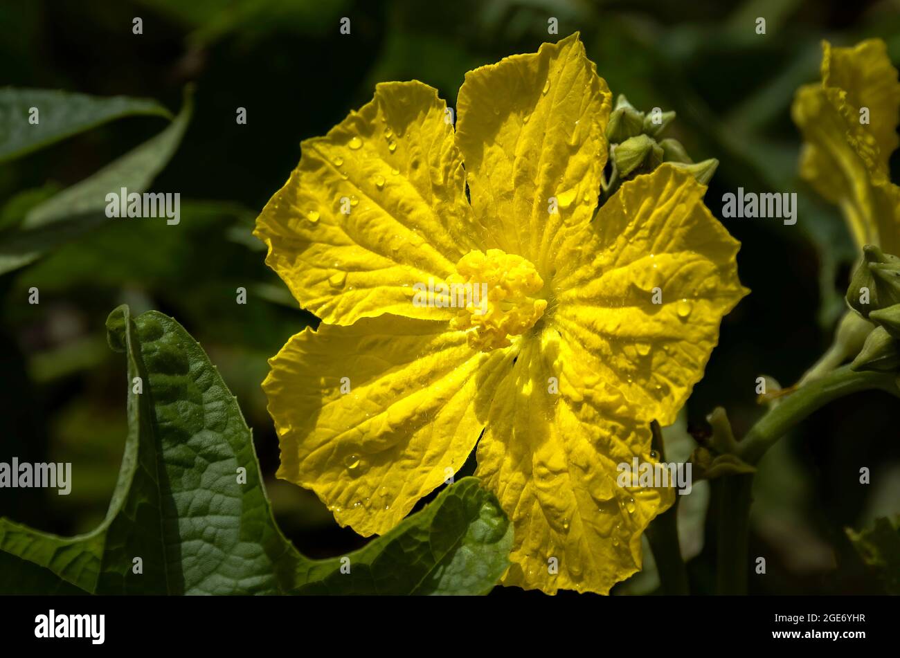 Yellow Luffa cylindrica flower in nature garden Stock Photo