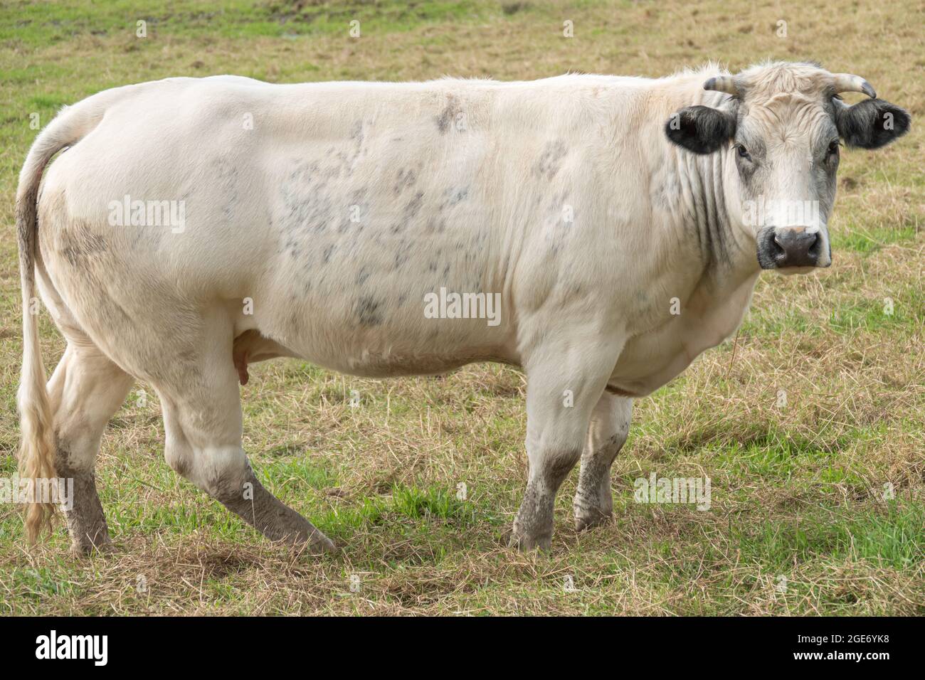 Belgian blue cow in grass field Stock Photo