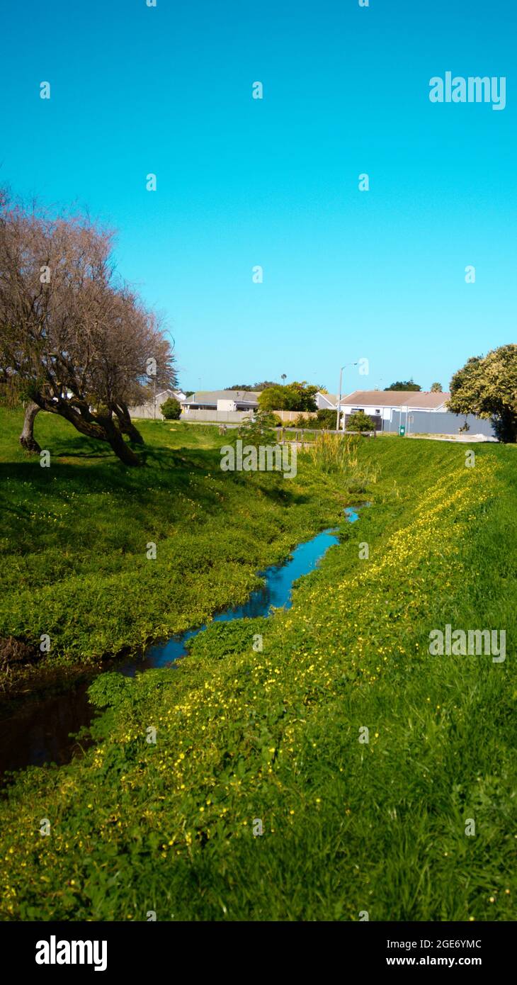 Greens and Blues of life running like a stream. Stock Photo