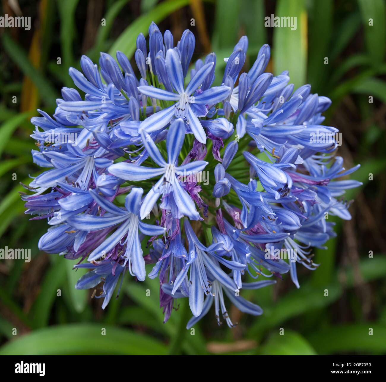 African Lily (Agapanthus praecox Willd),  Tropical Garden, Monte Palace, Funchal, Madeira, Portugal, Europe Stock Photo