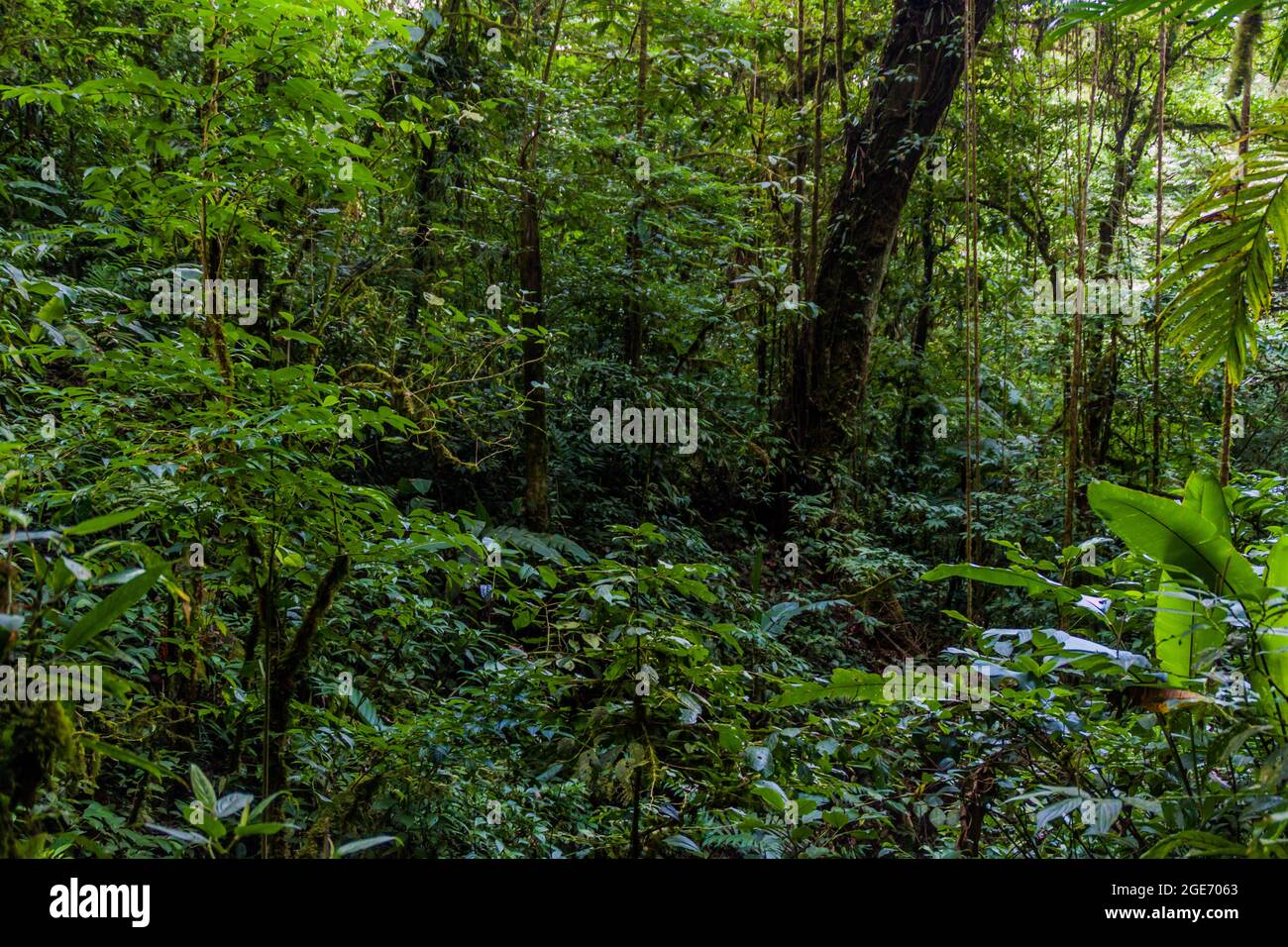 Cloud forest of Reserva Biologica Bosque Nuboso Monteverde, Costa Rica Stock Photo