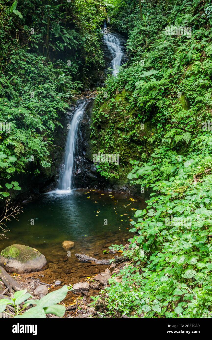 San Luis waterfall in a cloud forest of Reserva Biologica Bosque Nuboso Monteverde, Costa Rica Stock Photo