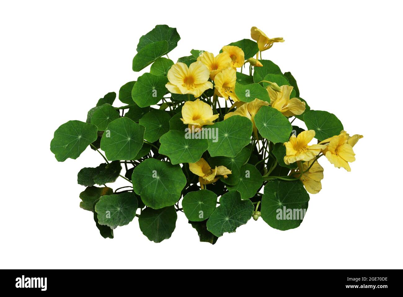 Yellow nasturtium flower plant isolated on white background Stock Photo