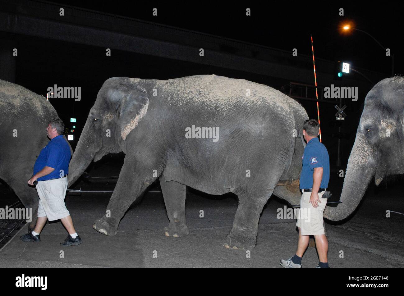 Ringling Bros. and Barnum & Bailey elephants walk to the show location after disembarking from the  train in San Diego, California Stock Photo