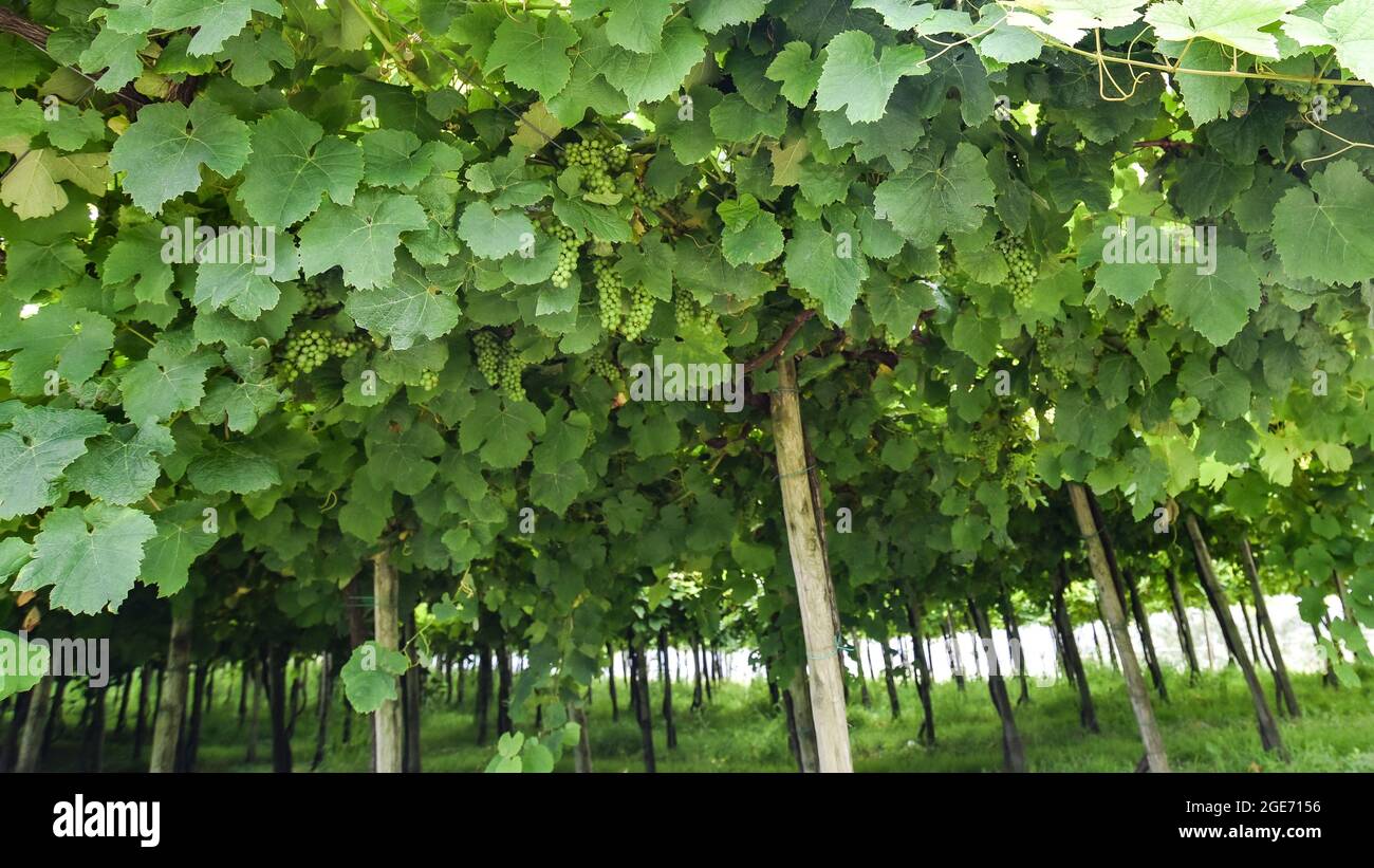 Txakoli grapes growing for wine production on a vineyard near Zumaia, Basque Country, Spain Stock Photo