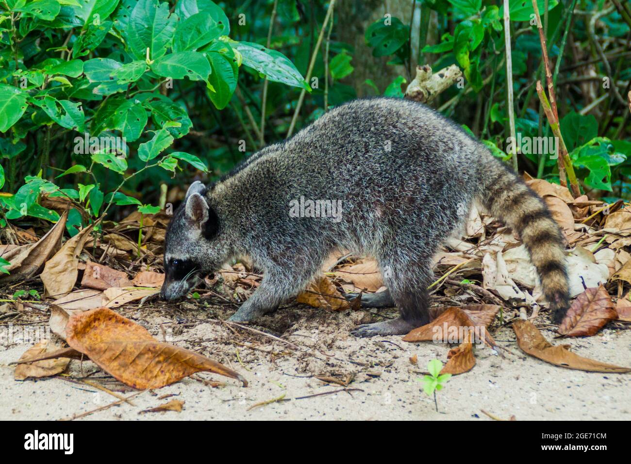Crabeating raccoon Procyon cancrivorus in Cahuita National Park, Costa Rica Stock Photo Alamy