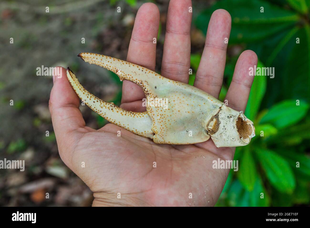 Human hand holding a crab claw in Cahuita National Park, Costa Rica