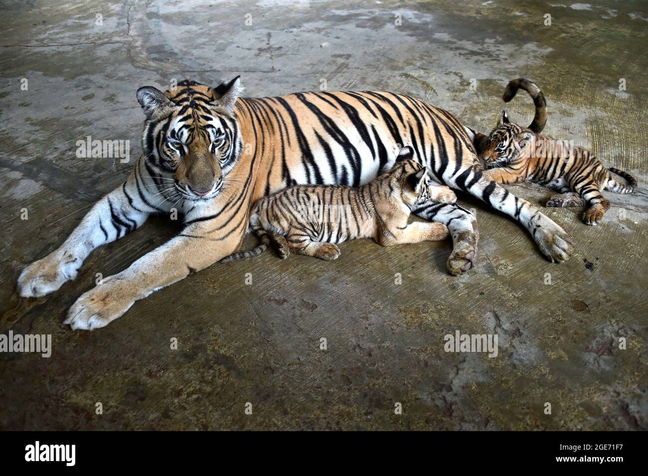 Mom Tigress With Two Babies. Two Little Playing Tiger Cubs. Tiger Family.  Wild Animals In Nature Stock Photo, Picture and Royalty Free Image. Image  131603999.