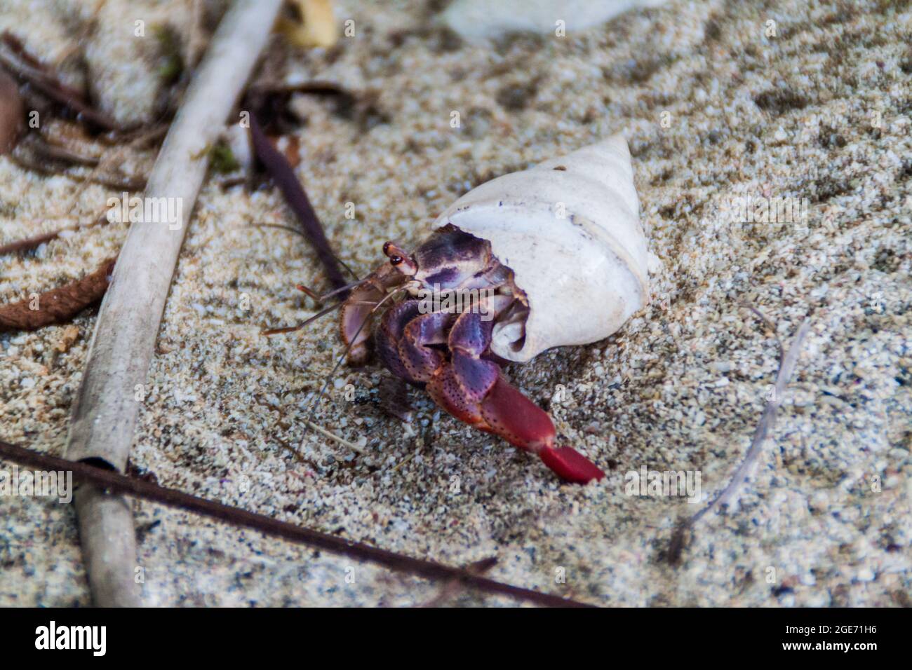 Hermit crab in Cahuita National Park, Costa Rica Stock Photo Alamy