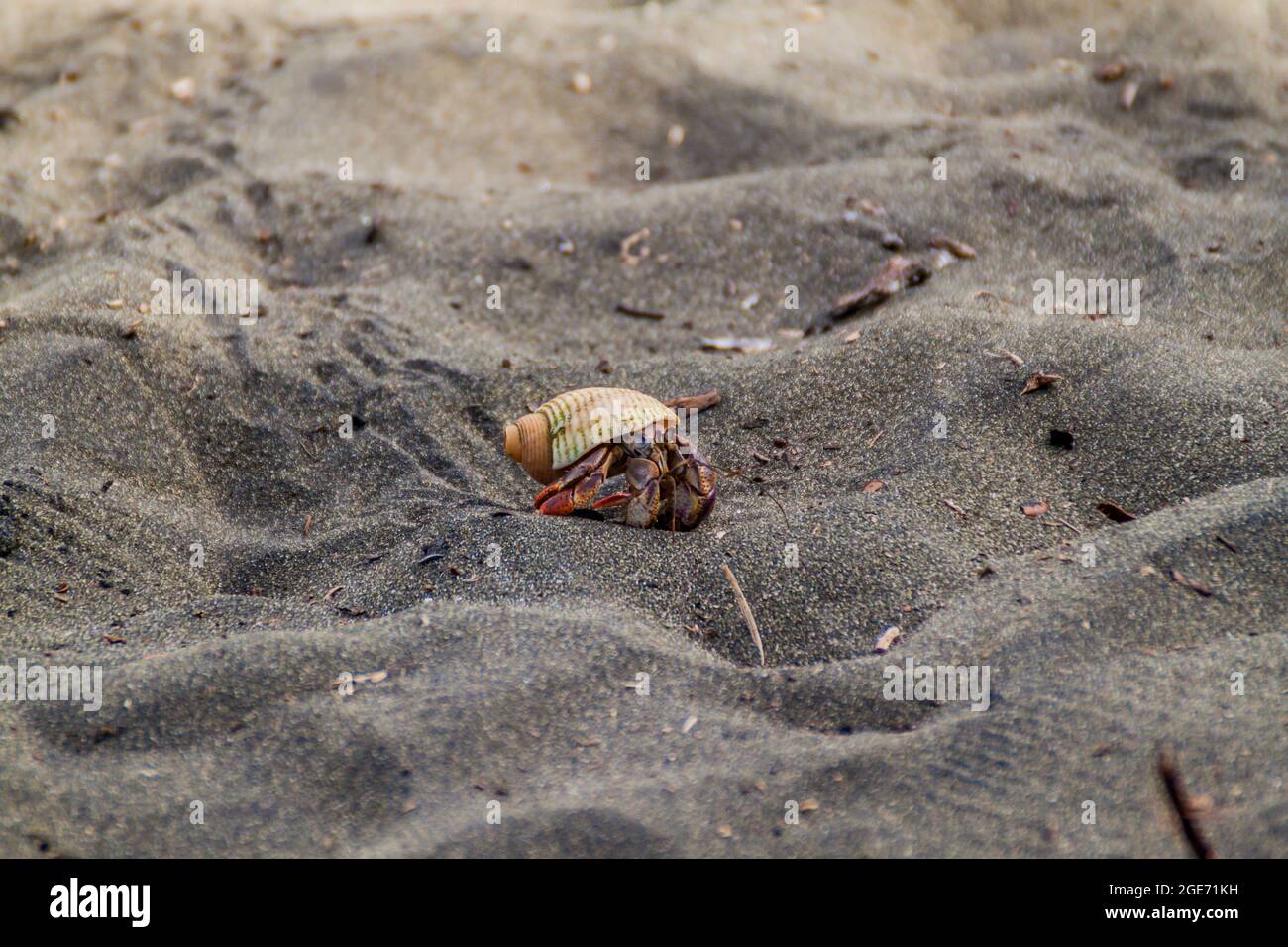 Central america hermit crab hi-res stock photography and images - Alamy