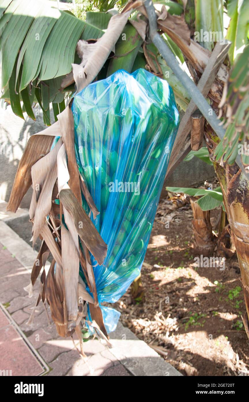 Banana Plant in Plastic Bag, Banana Plantation, Ribeira Brava, Madeira, Portugal, Europe Stock