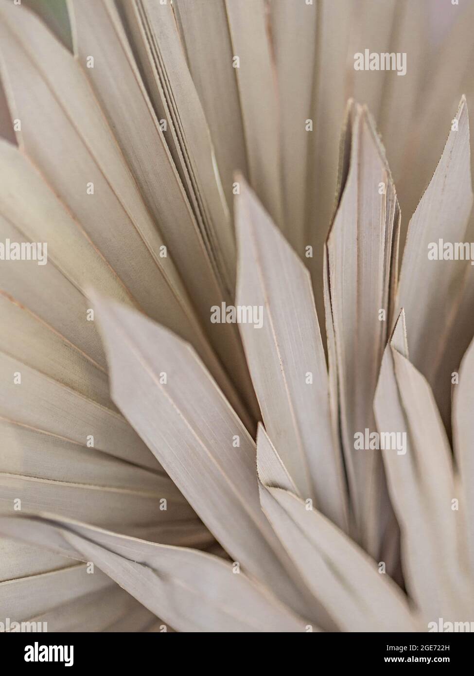 Dry palm fan leaves hires stock photography and images Alamy