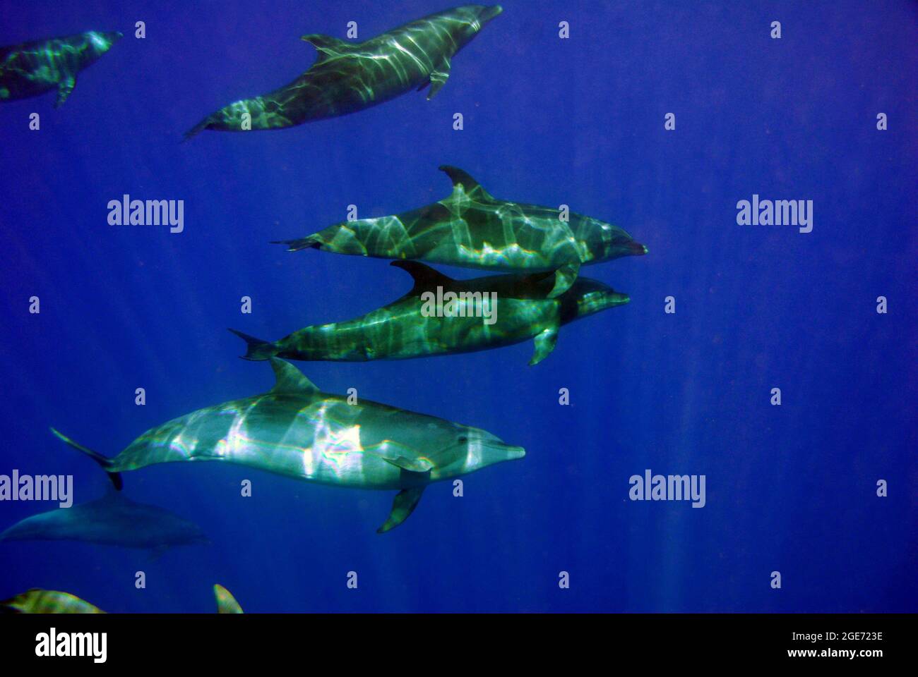Pod of dolphins swimming underwater Stock Photo