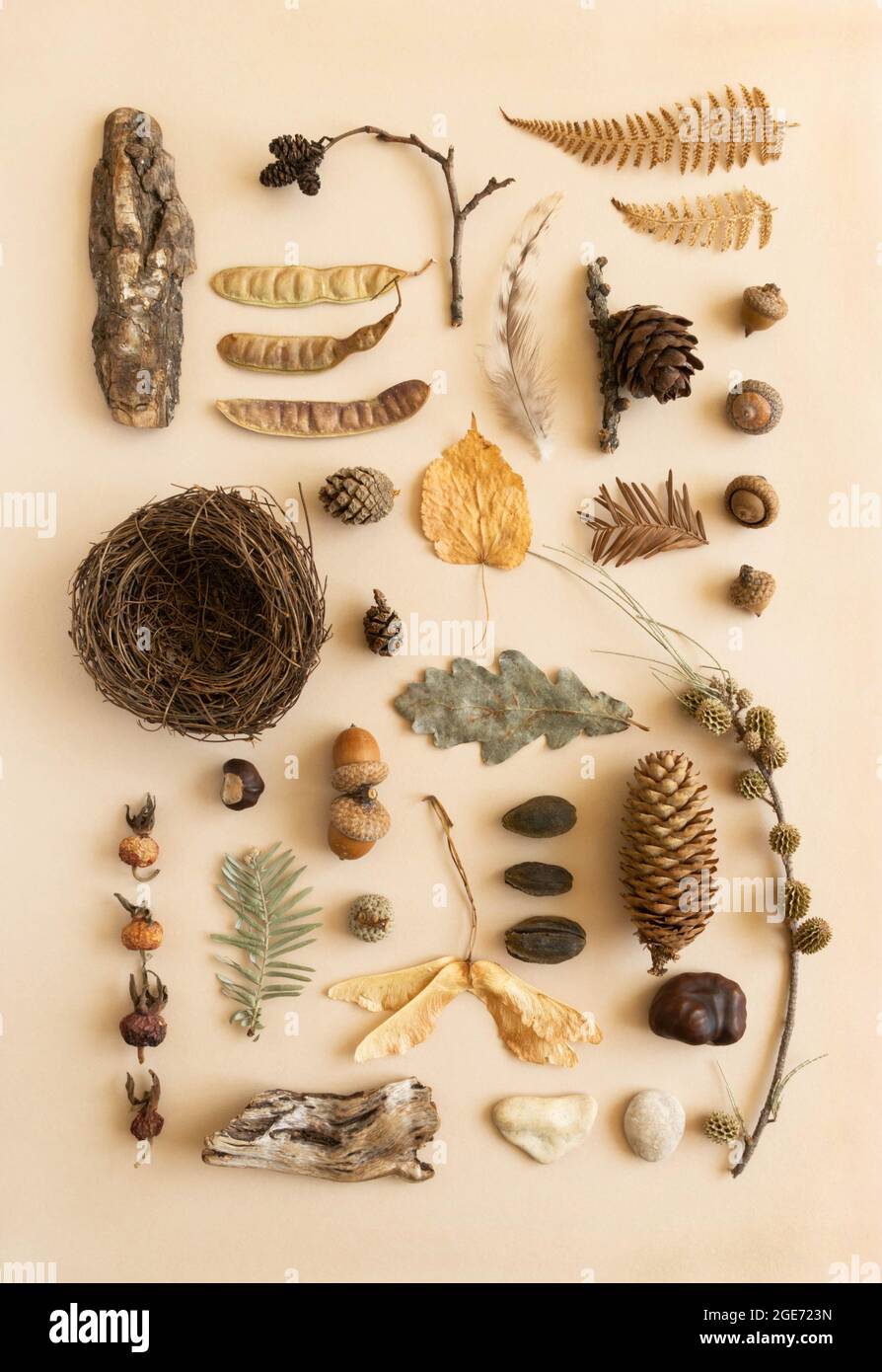 Flat lay autumn composition. Knolling collection made of various fall ...