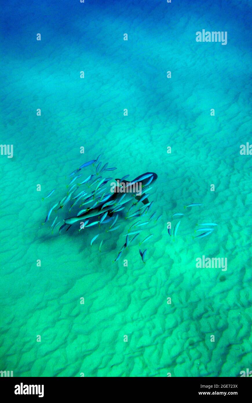 School fish shark on background hires stock photography and images Alamy
