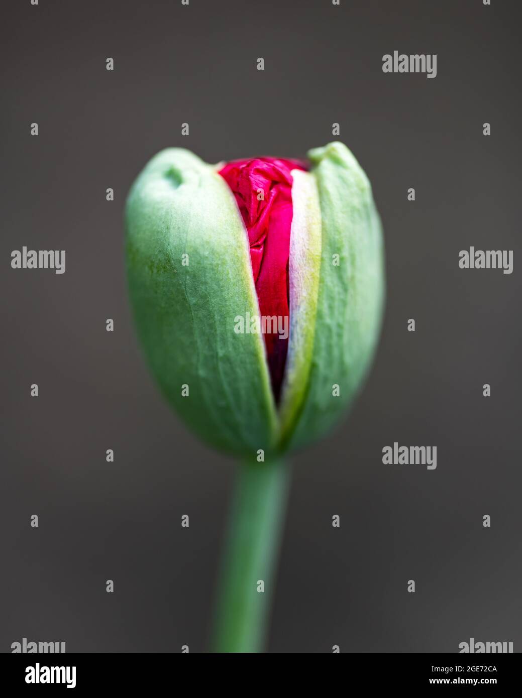 Blossom poppy flower hi-res stock photography and images - Alamy