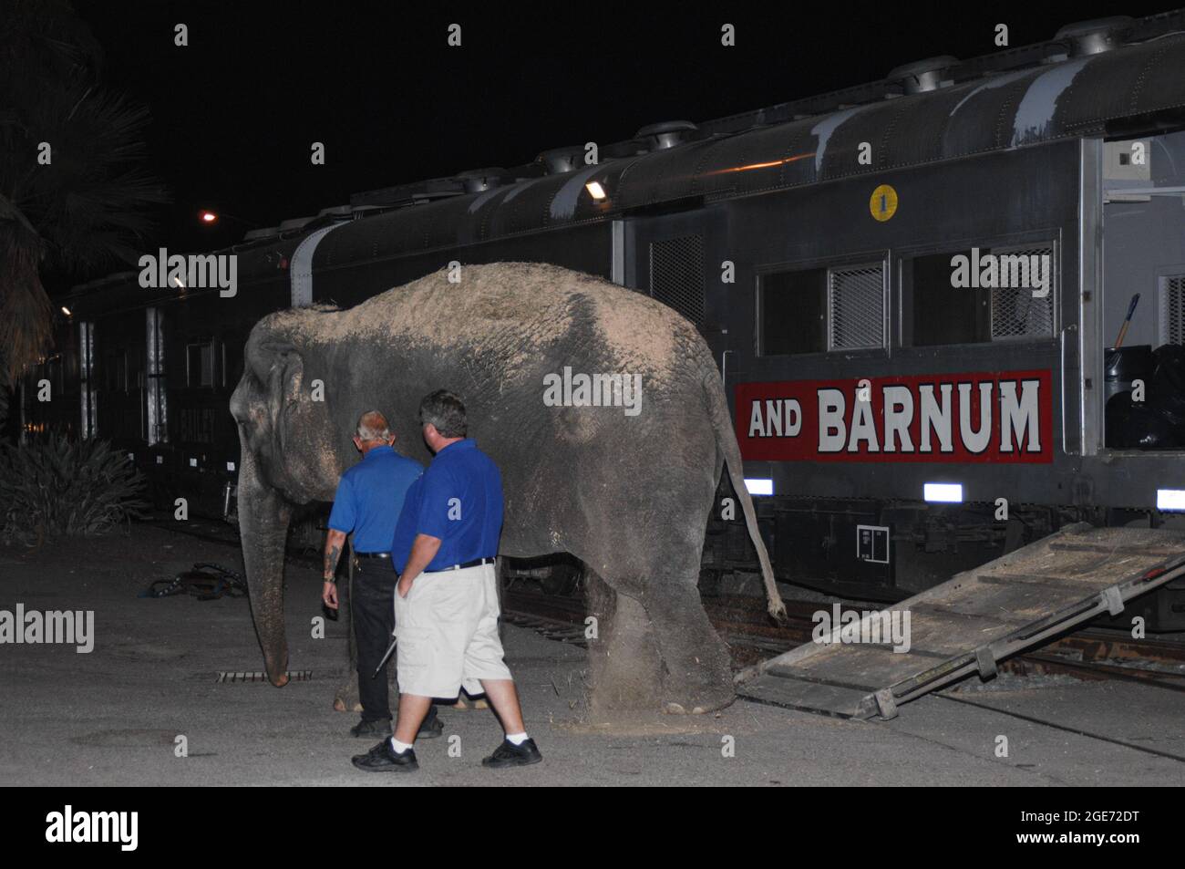Ringling Bros. and Barnum & Bailey elephants walk to the show location after disembarking from the  train in San Diego, California Stock Photo
