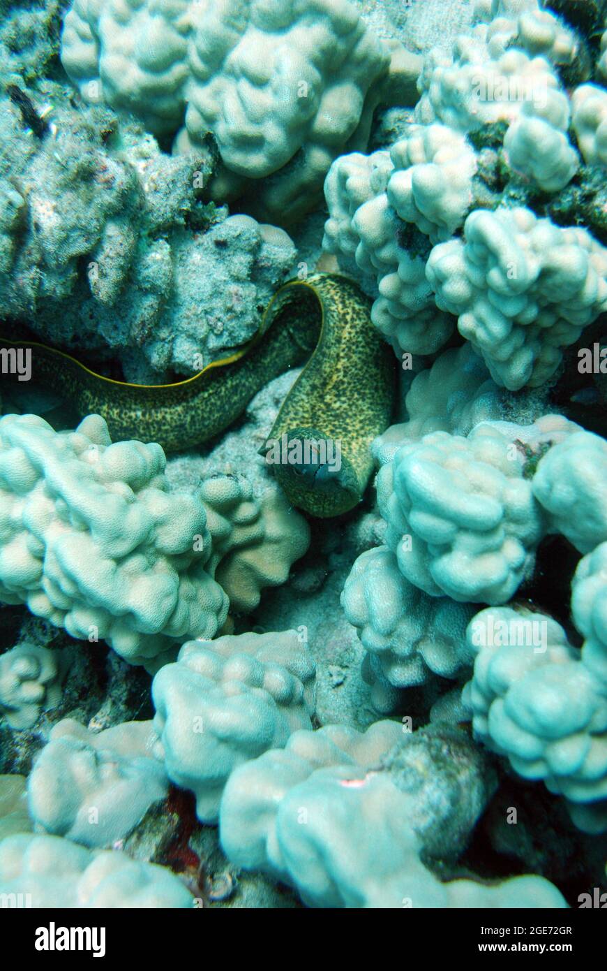 Underwater coral and fish Stock Photo