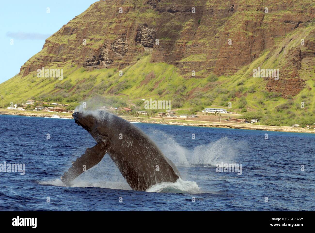 Whale breaching near the coastline of Hawaii Stock Photo