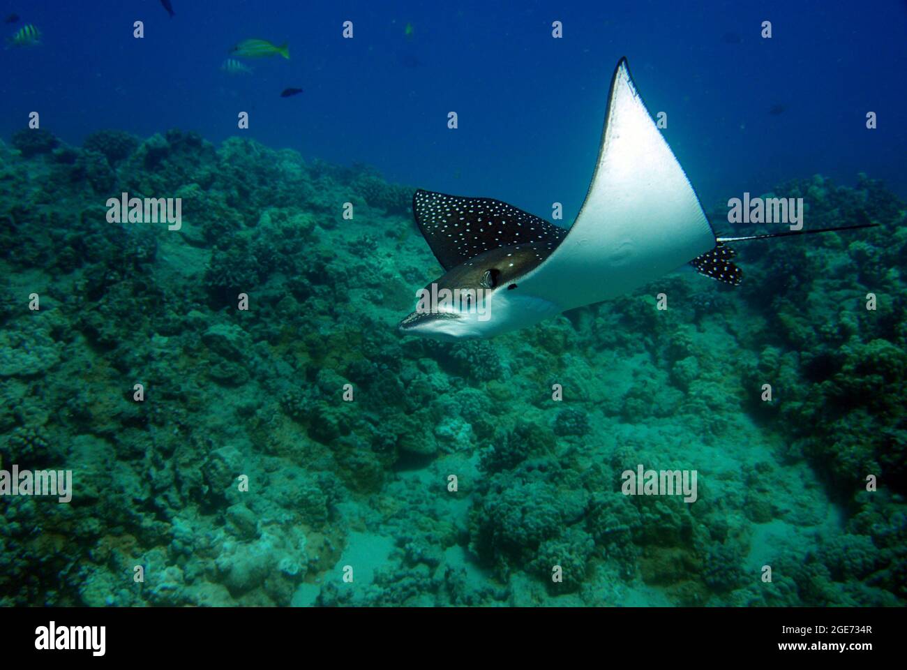 Manta ray swimming in Hawaii Stock Photo