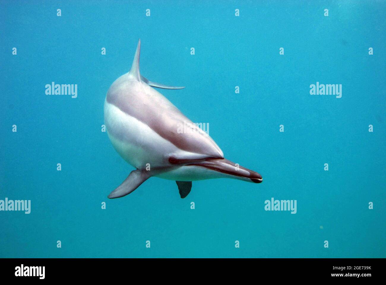 Single bottle-nose dolphin swimming underwater Stock Photo