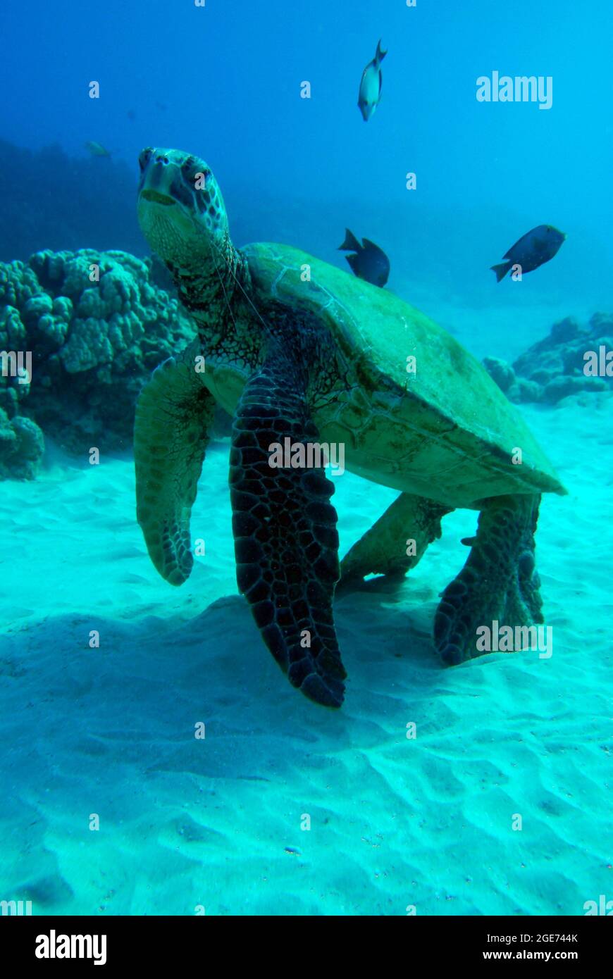 Turtle on the ocean floor Stock Photo