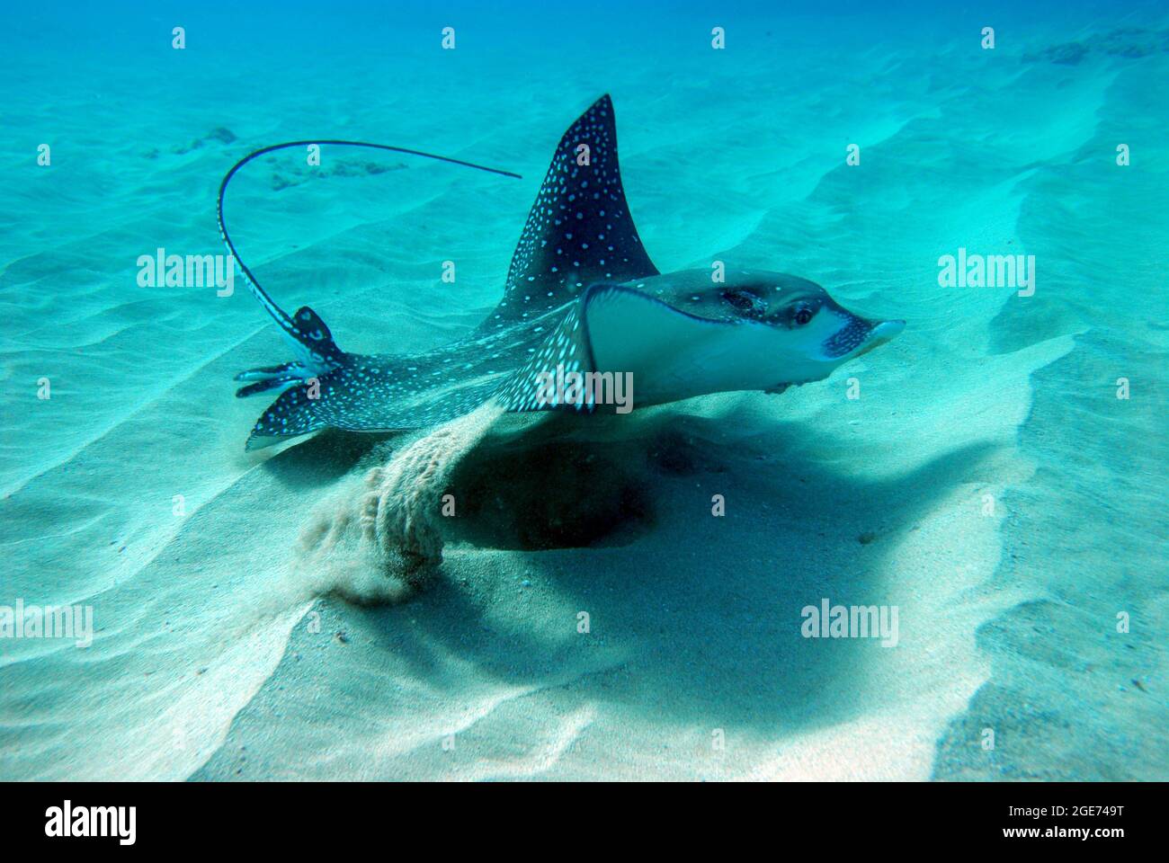 Manta ray on the ocean floor Stock Photo
