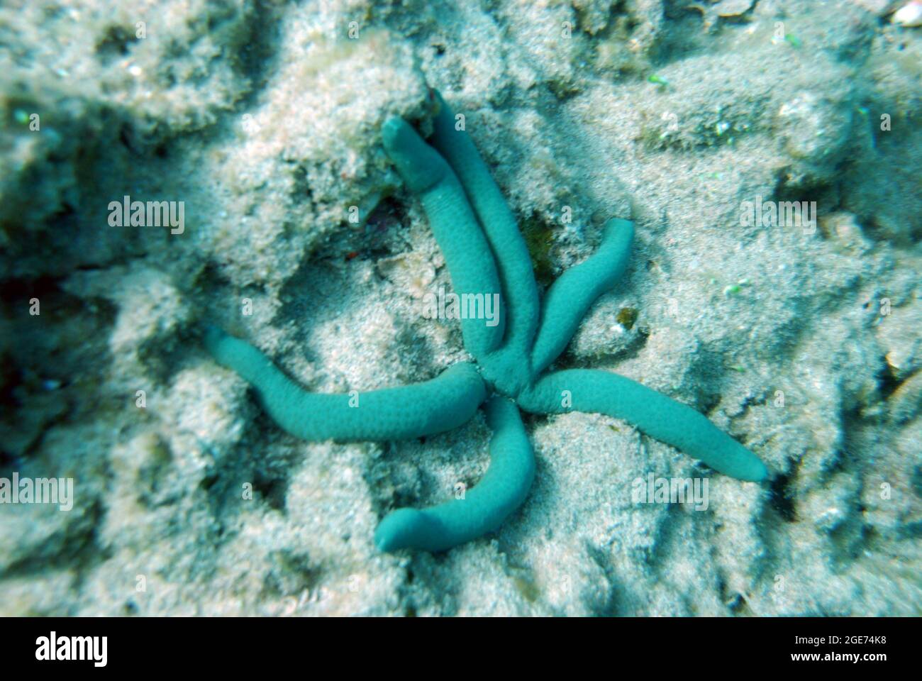 Coral and vegetation at the bottom of the ocean Stock Photo Alamy