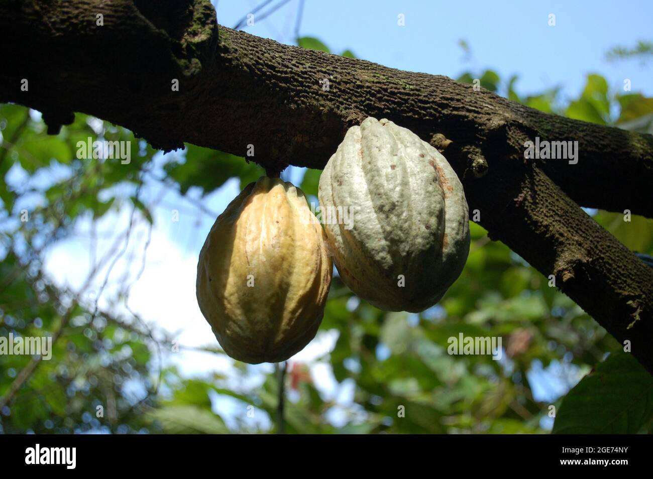 Cacao pods hanging from a tree. Stock Photo
