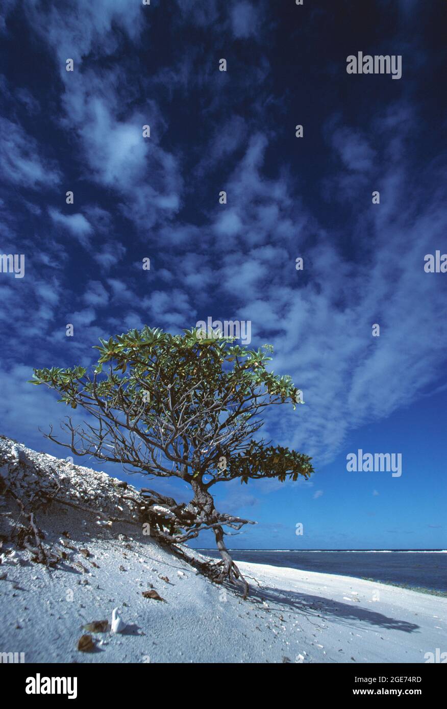 Australia. Queensland. Great Barrier Reef. Lady Elliot Island. Beach with lone tree. Stock Photo