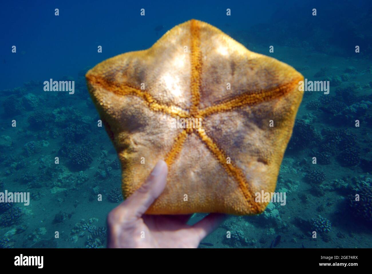 Person holding a sea sponge underwater Stock Photo