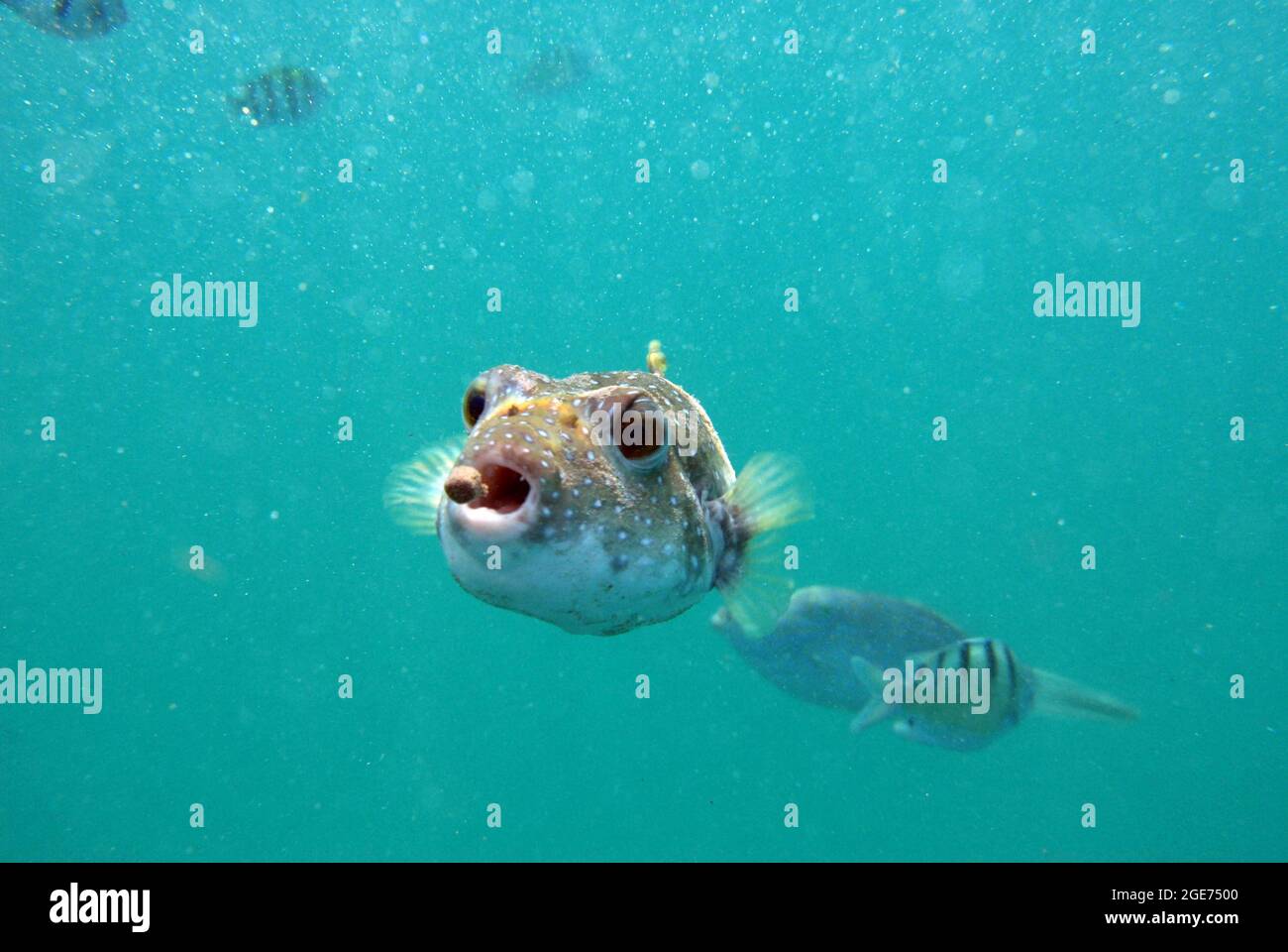 Small puffer fish eating Stock Photo Alamy