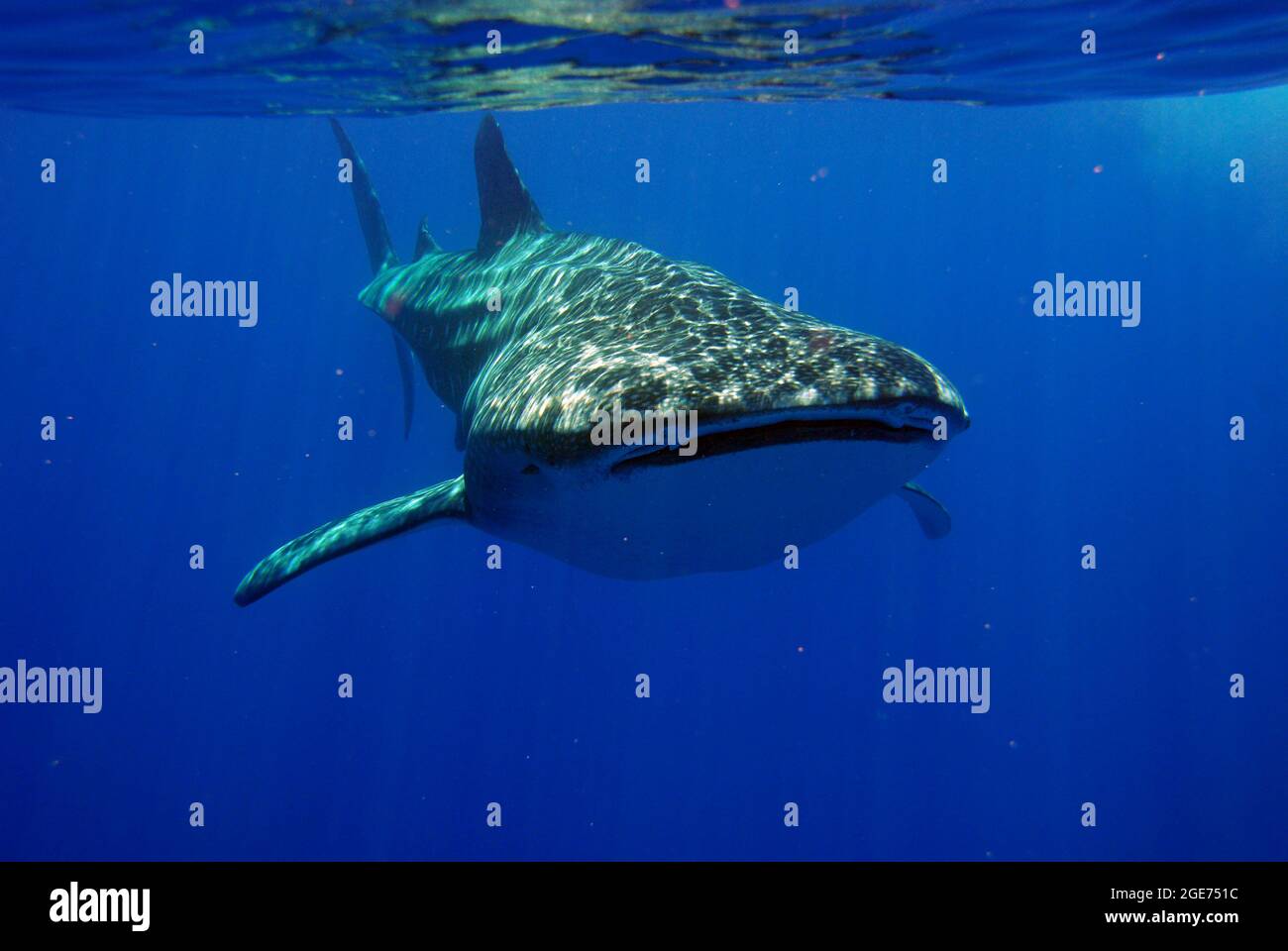 Whale shark swimming in Hawaii Stock Photo