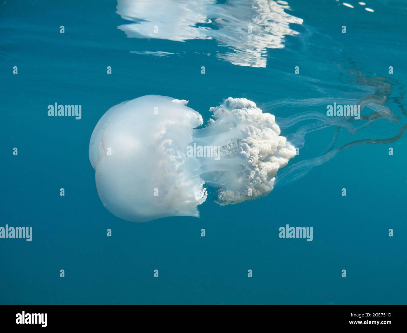 Giant barrel jellyfish (Rhizosthoma lutheum) floating in open waters