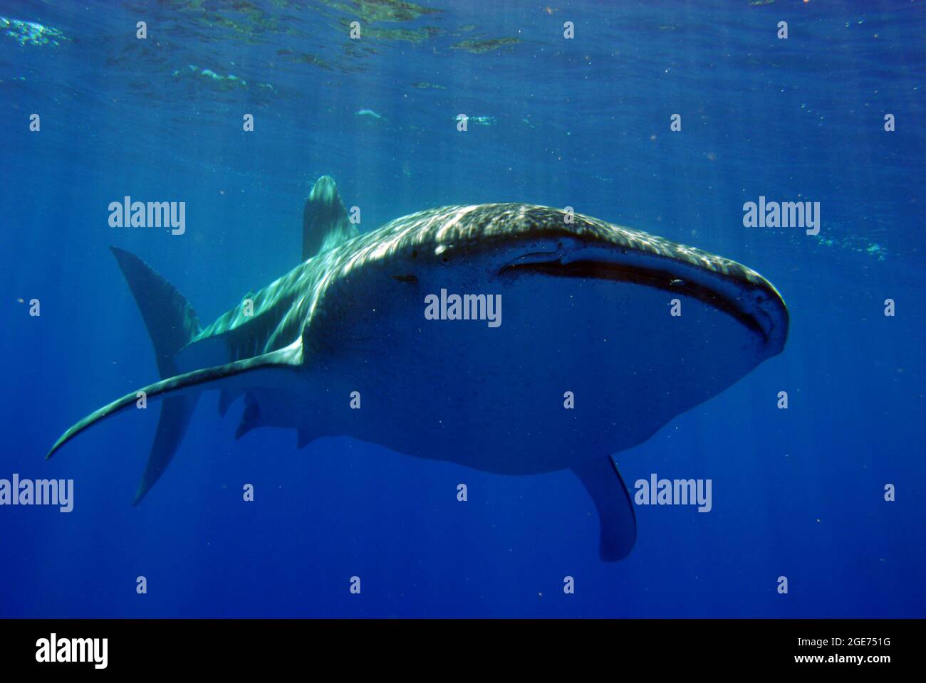 Whale shark swimming in Hawaii Stock Photo