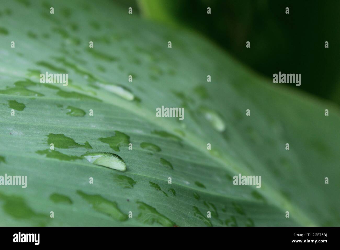 A leaf with waterdrops Stock Photo - Alamy