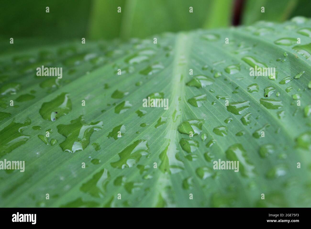 A leaf with waterdrops. Stock Photo